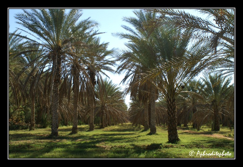 134 La palmeraie de Ksar Ghilane